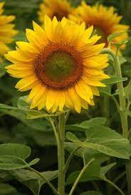 Soul Lovely Fashion Sunflower Garden Sunflower Pictures Kansas State Flower