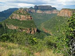 Image result for Sphedamnocarpus pruriens