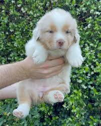 Highland Aussies (@highlandaussies) • Instagram photos and videos