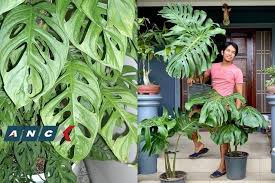 Check spelling or type a new query. A Plant For P80 000 Here Are Some Of The Most Expensive Indoor Plants Available Now Abs Cbn News