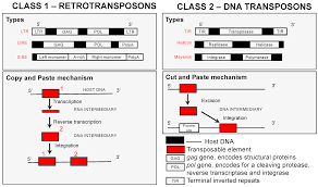 I can provide a perfect pdf file with answer key to simplify your life right away. Genes Free Full Text The Role Of Transposable Elements In Speciation Html