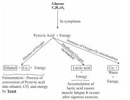 Life Processes Class 10 Notes Science Mycbseguide Cbse