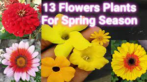 March 1, we open with spring flowers bursting with color! 13 Best Flower Plants For Spring Season For February And March Months Youtube