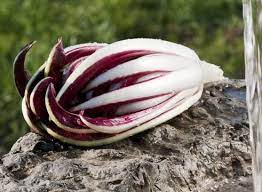 Последние твиты от radicchio di treviso (@radicchioigp). Fiori D Inverno 2019 2020 Trevisano Radicchio Festival