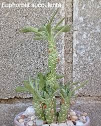 Image result for Monadenium discoideum