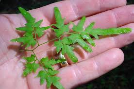 Image result for Lygodium microphyllum