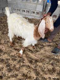 رائع رائع جدا بارك الله فيكم و بارك الله في من اوصلنا اليكم. Ø¨Ø¶Ø§Ø¦Ø¹ Ùˆ Ø¥Ø¹Ù„Ø§Ù†Ø§Øª Ø§Ù„Ø§Ù…Ø§Ø±Ø§Øª Ù„ÙŠ Ù†ØªØ§Ø¦Ø¬ Ø§Ù„Ø¨Ø­Ø« Ø¬ÙØ±Ù‡ Ø¨Ø¶Ø§Ø¦Ø¹ Ø¬Ø¯ÙŠØ¯Ø© Ùˆ Ù…Ø³ØªØ¹Ù…Ù„Ø© Ø¹Ø±Ø¨ Ø¨Ø§Ø²Ø§Ø±