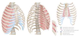 The muscles of the thoracic cage are the pectoralis major, pectoralis minor, serratus anterior, subclavius, intercostal (external, internal and innermost) the subcostal muscles are strips of muscle located on the internal surface of the lower ribs, sharing a plane with the innermost intercostals. Chest Wall Amboss