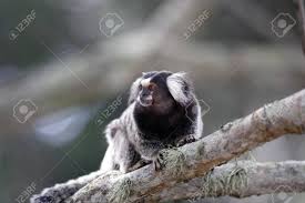 In periods of drought, they will also consume fruit and insects. Mico Sagui Black Tufted Marmoset Callithrix Penicillata Also Known As The Black Pencilled Marmoset In Ilha Grande Brazil Stock Photo Picture And Royalty Free Image Image 121743942