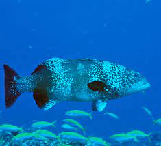 When submerged, these fish must occasionally swim to the surface and gulp air or they will drown. Two Thirds Drop In Large Fish Numbers In 100 Years