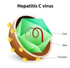 Суммарные антитела к вирусу гепатита с; Hepatitis C Transmission