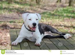 Red, fawn, white, black or blue, or any of these colors with white. White American Staffordshire Terrier American Staffordshire Terrier American Dog Pitbull Terrier