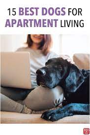 15 Best Apartment Dogs For Small Spaces Best Apartment Dogs Apartment Dogs Dogs