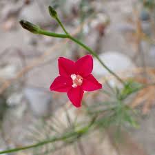 Image result for Convolvulaceae