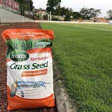Rumput seringkali ditanam sebagai tanaman hias. Benih Biji Rumput Golf Bermuda Grass 1kg Benih Rumput Bermuda Grass Shopee Indonesia
