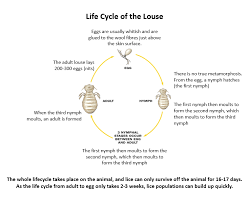 Image result for lice life cycle