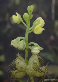 Image result for Utricularia stellaris