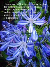 I Thank You Agapanthus Agapanthus Blue Flower Quotes