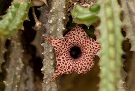 Image result for Huernia hislopii