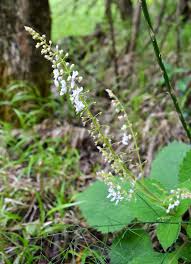 Image result for Conostomium natalense