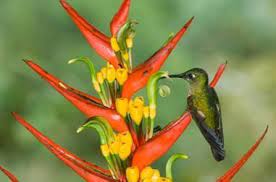 Heliconia Care Amazon Rainforest Plants Rainforest Plants Heliconia