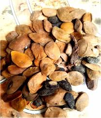 Image result for Hunteria umbellata