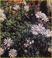 Image result for Felicia clavipilosa