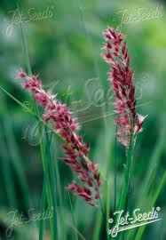 Image result for Melinis nerviglumis