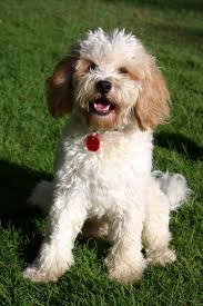 We did not find results for: Goldendoodle Puppies Nc Rescue The Y Guide