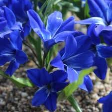 Image result for Tecophilaeaceae