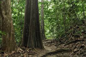 Canopy works with the forest industry's biggest customers and their suppliers to develop business solutions that protect these endangered forests. Photo Series Rainforest Views From Canopy Layer Down To Forest Floor Layer Image 996916