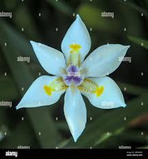 Image result for Iridaceae