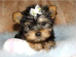 If the mini yorkie puppies you have your eye on are pedigree, they. Refurbished Lenovo Thinkcentre M92p Twr Intel Core I5 3470 Up To 3 60 Ghz 32gb Ddr3 2tb Hdd Dvd Rw No Os Teacup Yorkie Puppy Yorkie Puppy Baby Yorkie