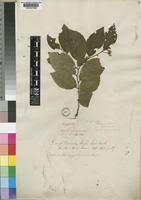 Image result for Grewia trichocarpa