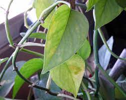 680 x 794 jpeg 86 кб. Care For Pothos With Yellowing Leaves Why Are Pothos Leaves Yellow