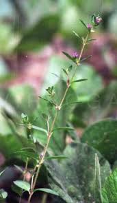 Image result for Cuphea carthagenensis