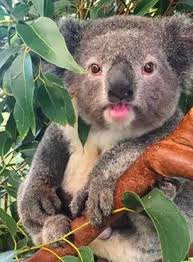 Sydney Australia Wildlife Park Koalas Furry Friend