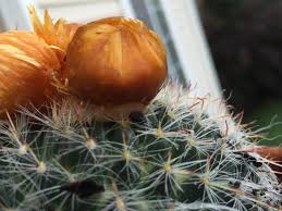 La mayoría de espinas pequeñas (por ejemplo, de cactus) en la superficie de la piel no tipos de cuerpos extraños. Flores Pegadas En Cactus Como Se Ponen Jardineria On