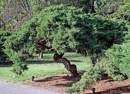 This Juniper Has Been Treated Like A Large Bonsai For Several Years It Is Interesting And Attractive Large Bonsai Tree Landscaping Shrubs Garden Shrubs