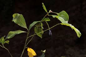 Image result for Beilschmiedia michelsonii