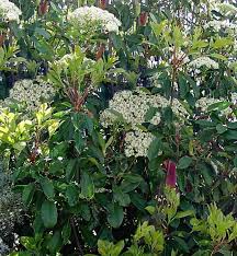 Image result for Photinia serrulata