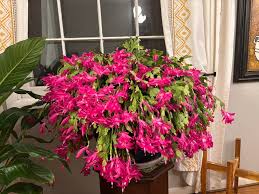 My Thanksgiving cactus really showed out this year. I typically get 2-3  bloom showings a year. This is my biggest one yet. I'm in Zone 8A, and she  stayed