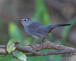 Year Of The Bird Meet The Gray Catbird Hamanasi Adventure Dive Resort Belize