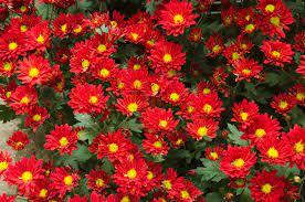 Maybe you would like to learn more about one of these? 25 Best Red Flowers For Gardens Red Perennials And Annuals