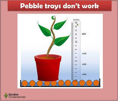 While cacti are also succulents and much in the article applies directly to this intriguing group of plants they can be much more sensitive. Increasing Humidity For Indoor Plants What Works And What Doesn T Garden Myths