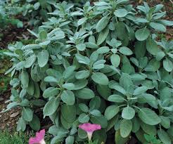 Pink houseplants are any type of plant, flowering or otherwise, that features pink hues or patterns in their foliage. 10 Ornamental Herbs Finegardening