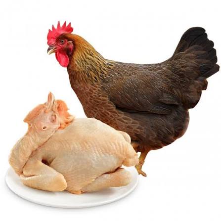 Free-range chicken