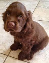Check spelling or type a new query. Precious Akc Chocolate Cocker Spaniel Puppy Champion Sired For Sale In Melbourne Florida Classified Americanlisted Com