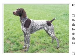 Now is the time that you will start drawing out the left side of the body to get this dog finished. How To Draw A German Shorthair Pointer B C Guides