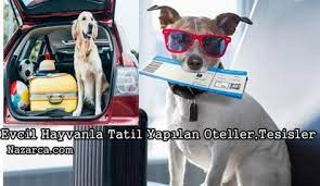 evcil hayvan goturulubilen oteller tesisler nazarca com hayvan evcil hayvanlar zikzak
